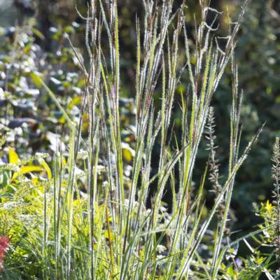 Schizachyrium scoparium 'Ha Ha Tonka'